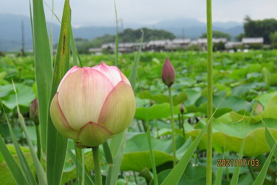Fujiwara Ancient Palace Ruin-橿原市必去景点