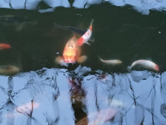 The St. Louis Wheel-圣路易斯必去景点