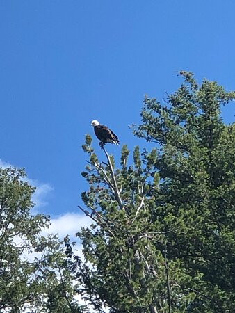 Teton Whitewater Rafting and Scenic Trips-杰克逊必去景点