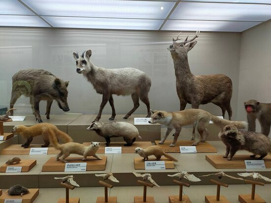 Miyazaki Prefectural Museum of Nature and History-宫崎市必去景点