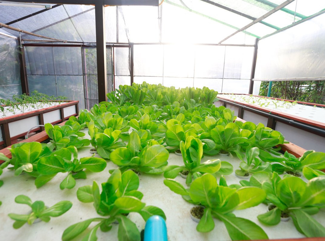 有机小岛泰式烹饪教室-查汶海滩必去景点