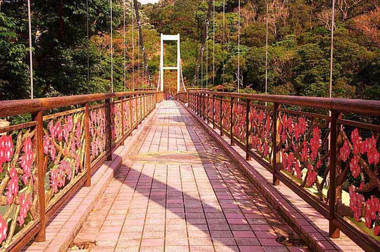 Nago Cherry Blossom Matsuri-名护市必去景点