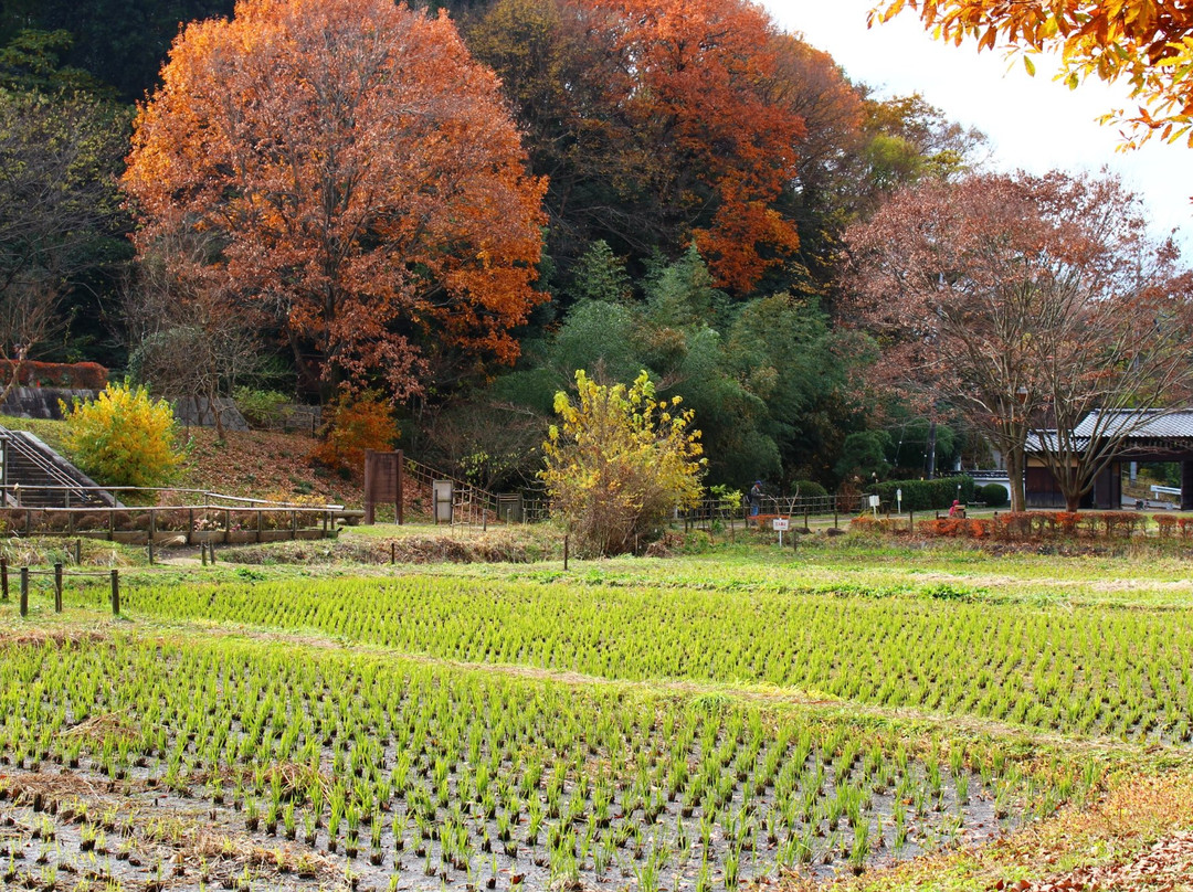 Zama Yatoyama Park景点图片