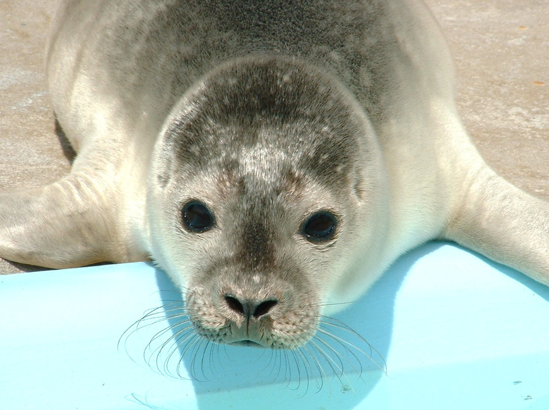 Natureland Seal Sanctuary景点图片