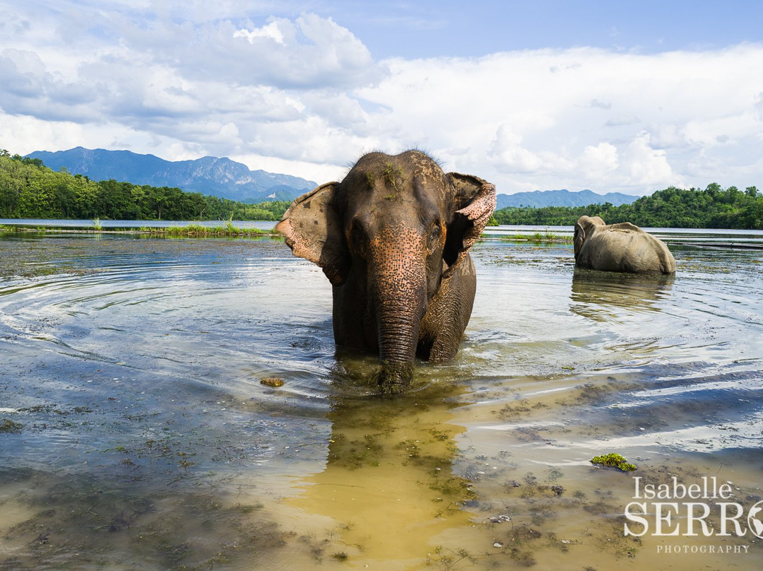 Elephant Conservation Center景点图片