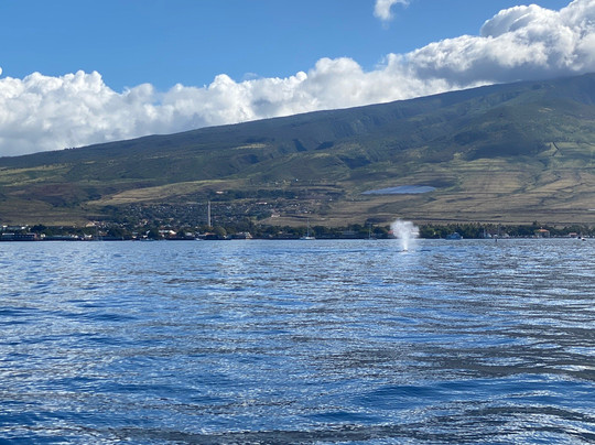 Makai Adventures-拉海纳必去景点