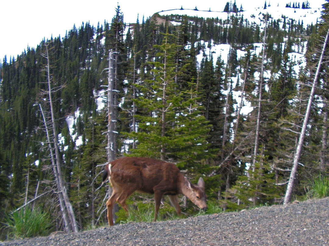 Hurricane Ridge Visitors Center-奥林匹克国家公园必去景点