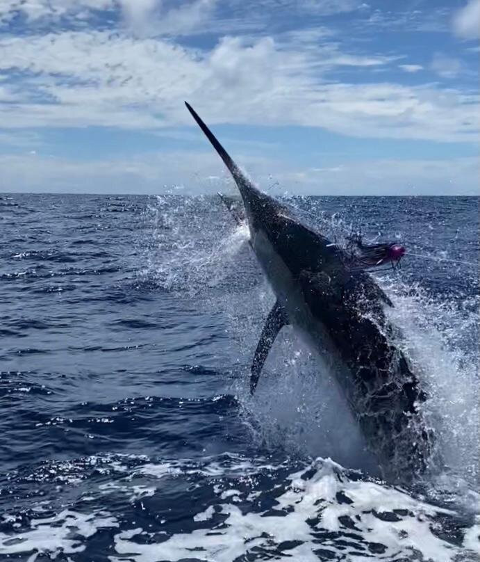 Majestic Marlin Brazil-Canavieiras必去景点