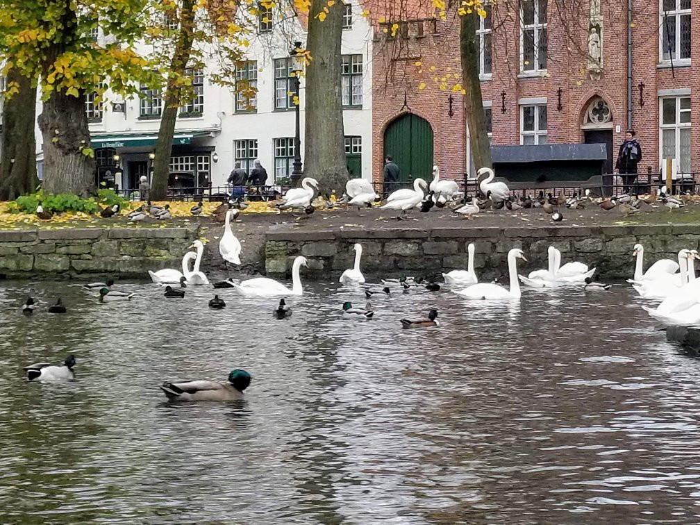 Canal Trip Bruges-Damme景点图片
