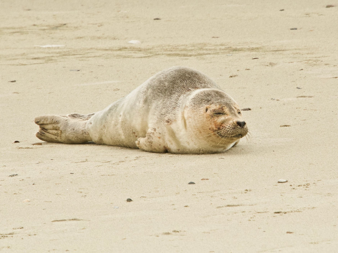 Sea Foam Motel主图