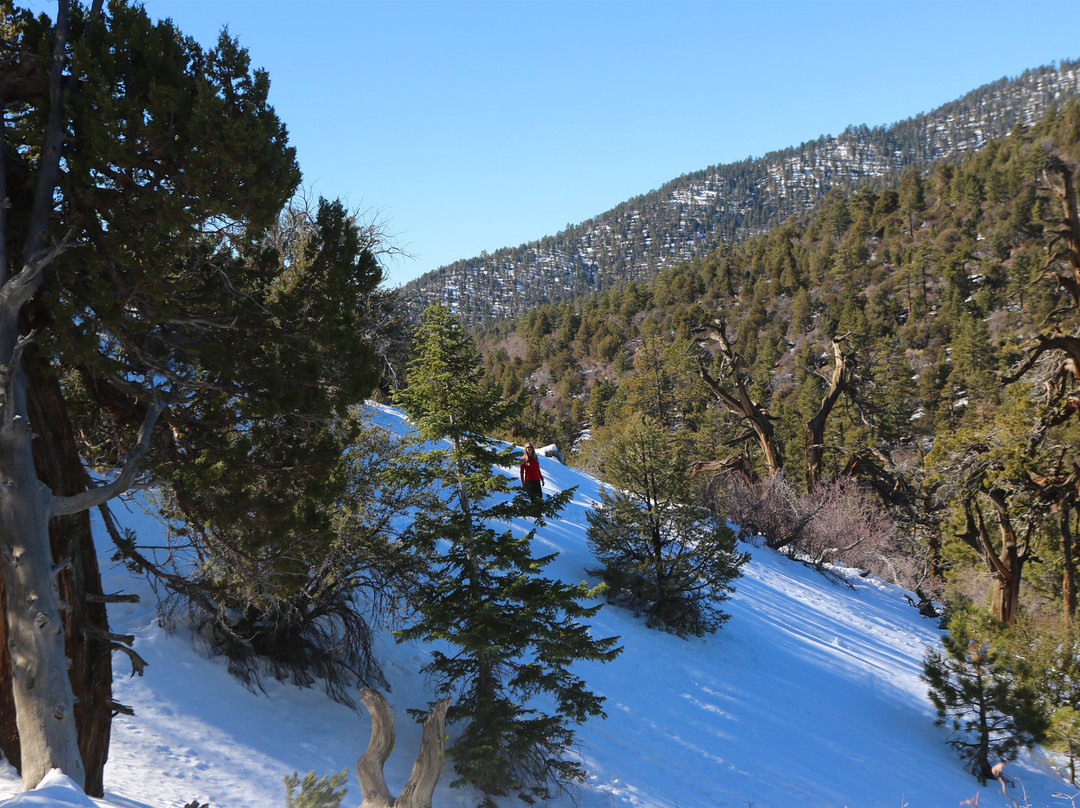 Cougar Crest Trail-大熊湖必去景点