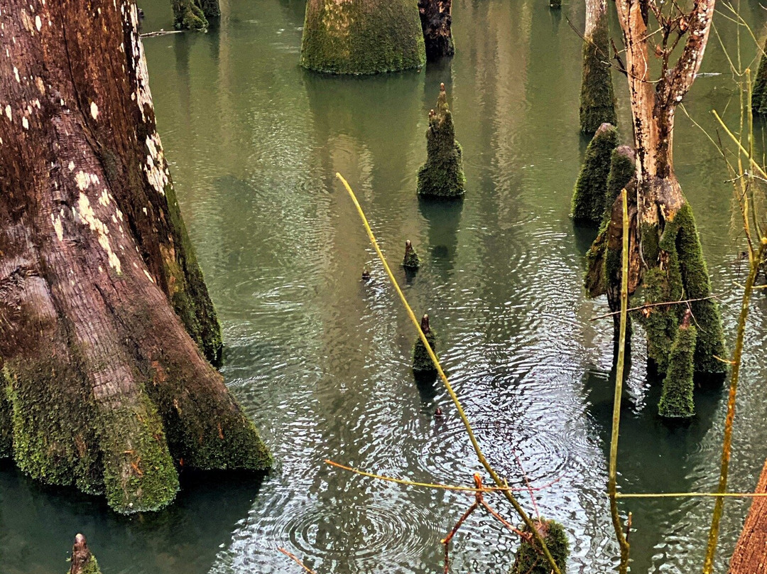 Morrison Springs County Park景点图片