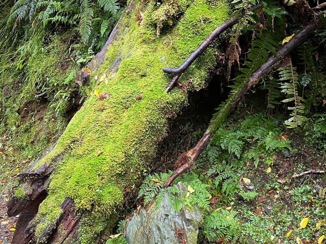 Milford sound Hwy景点图片