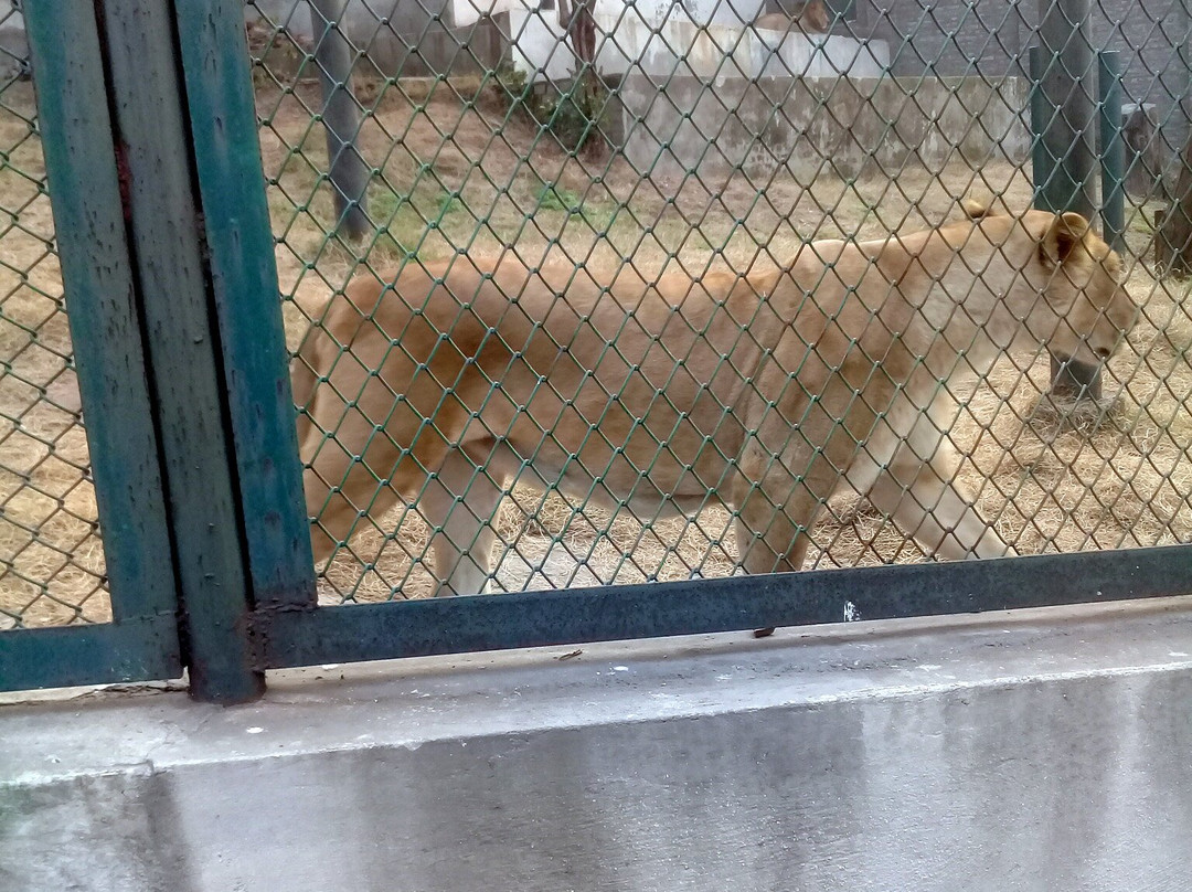 Lahore Zoo Safari景点图片