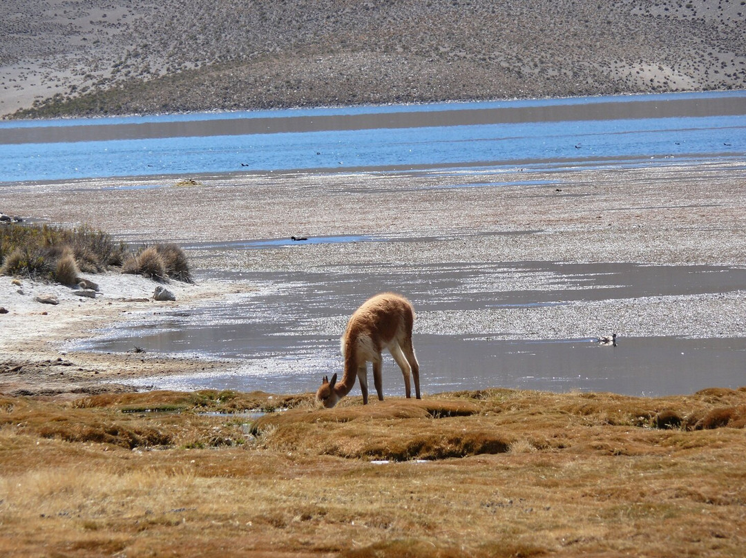 Lago Chungara-Putre必去景点