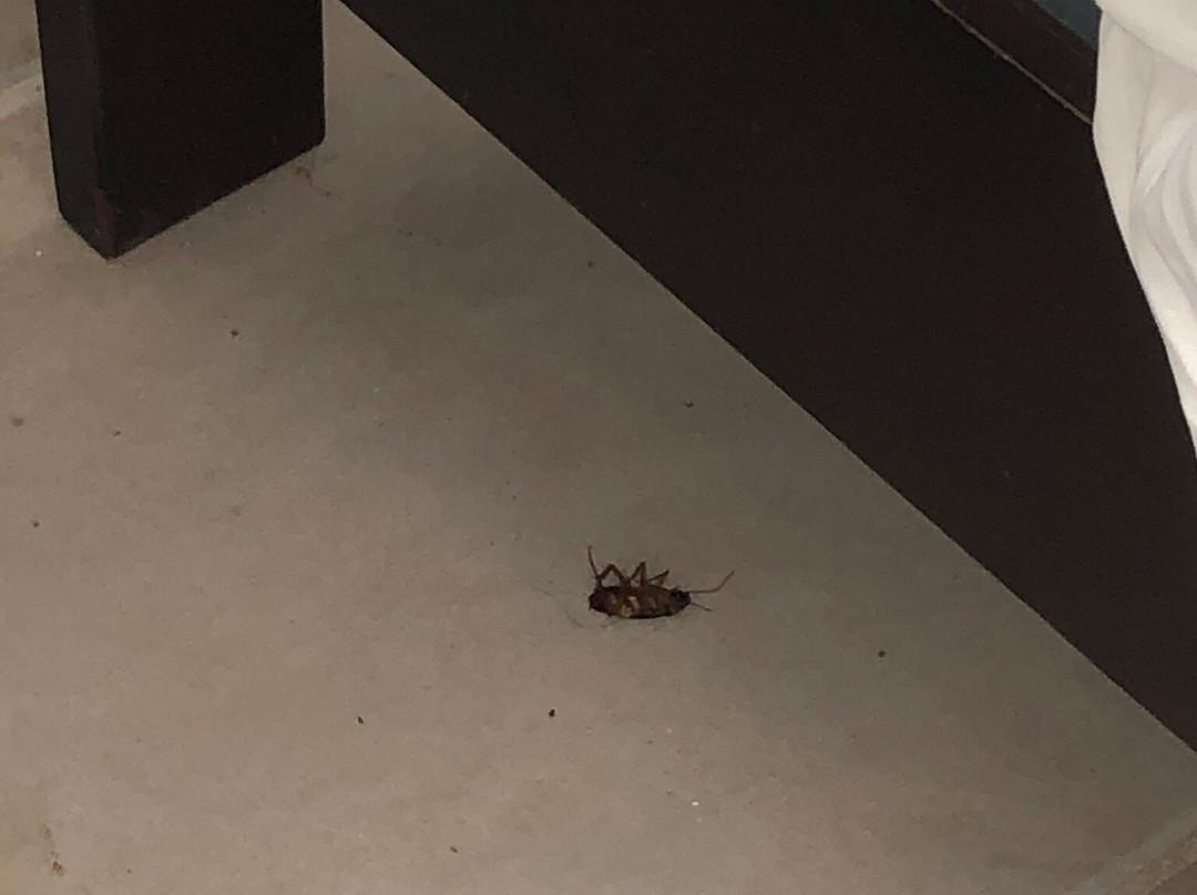 Hotel Campestre主图