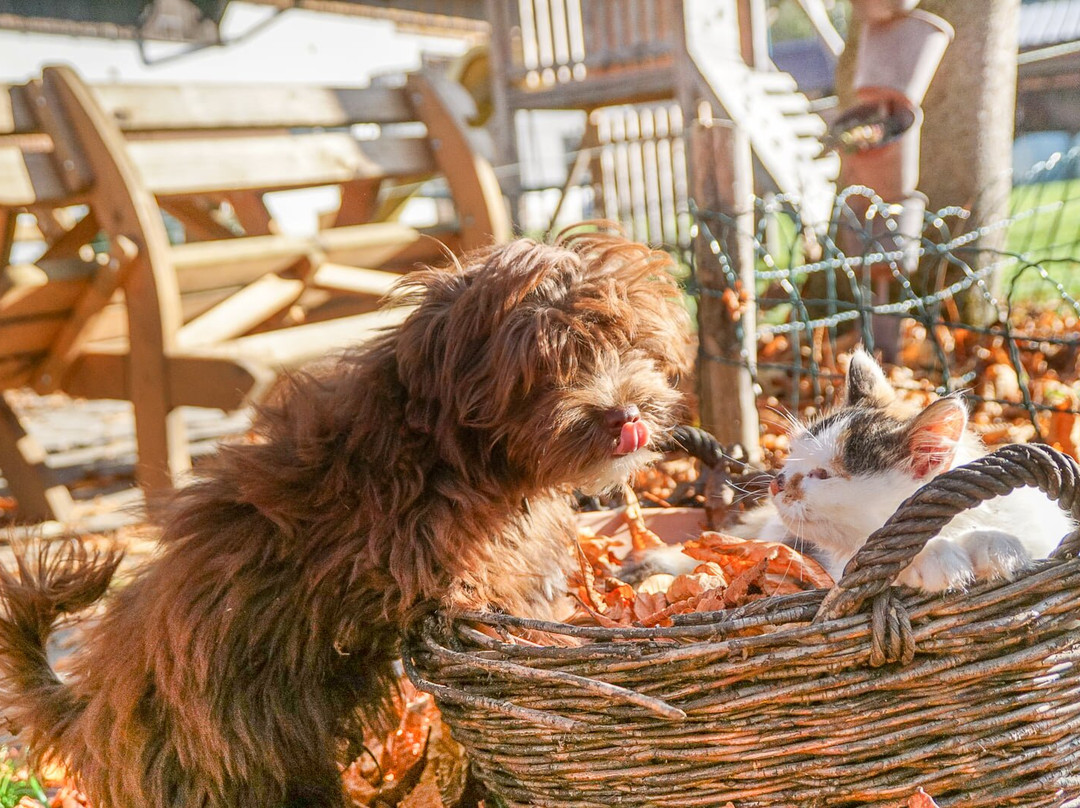 Urlaub Am Bauernhof Feldbauer主图
