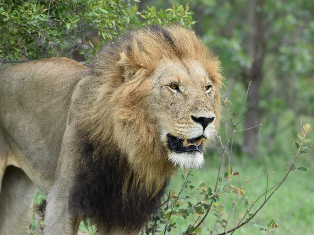 Wild Photo Africa Safaris-尼斯普鲁特必去景点