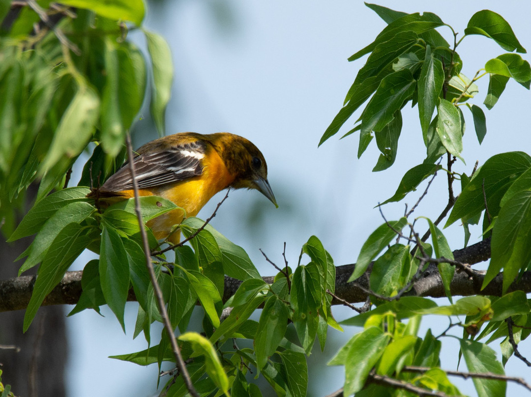 McCown Valley Park-Whitney必去景点