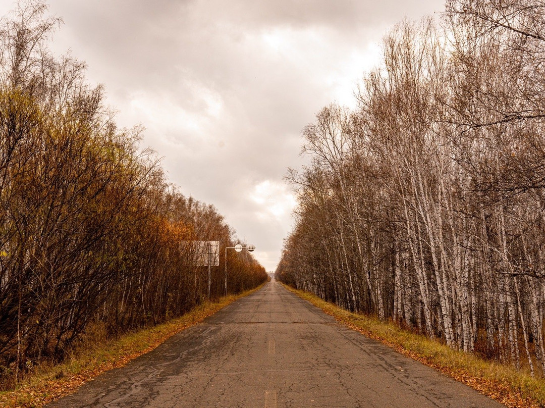白桦林童话森林-额尔古纳市必去景点