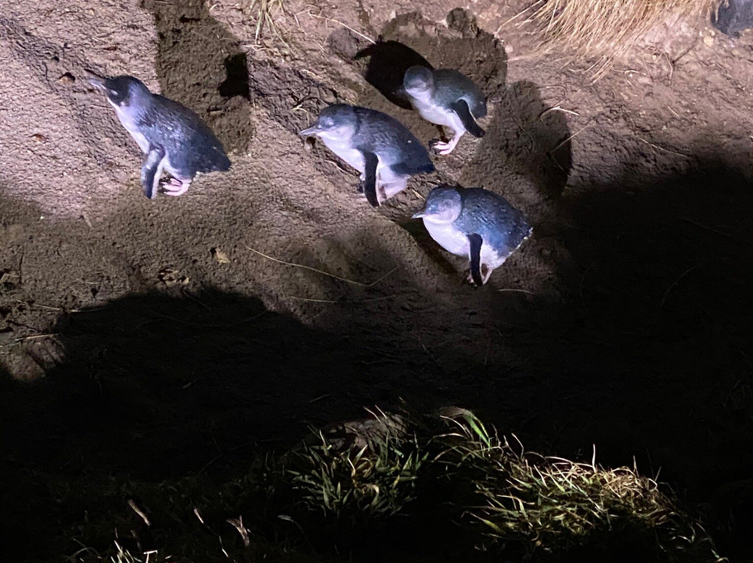 Blue Penguins Pukekura景点图片