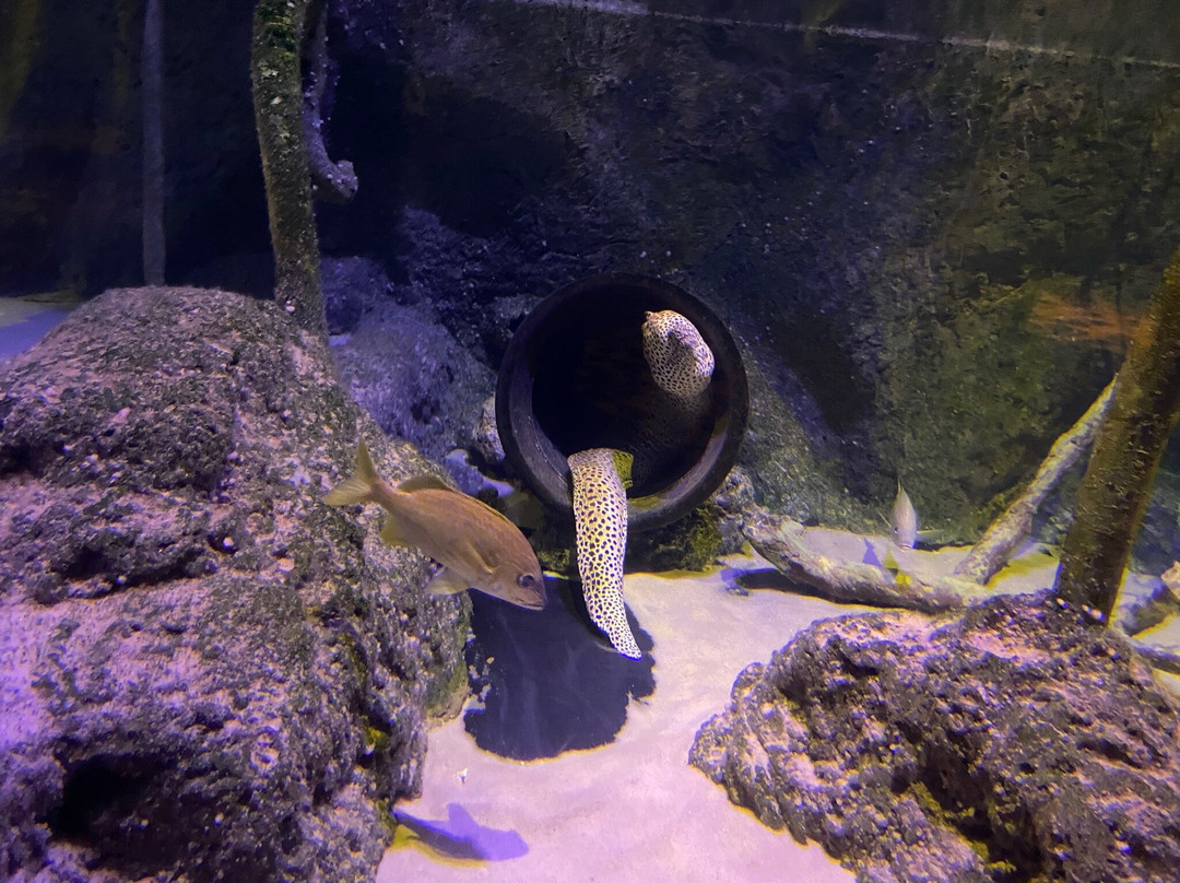 SEA LIFE Grapevine-葡萄藤必去景点