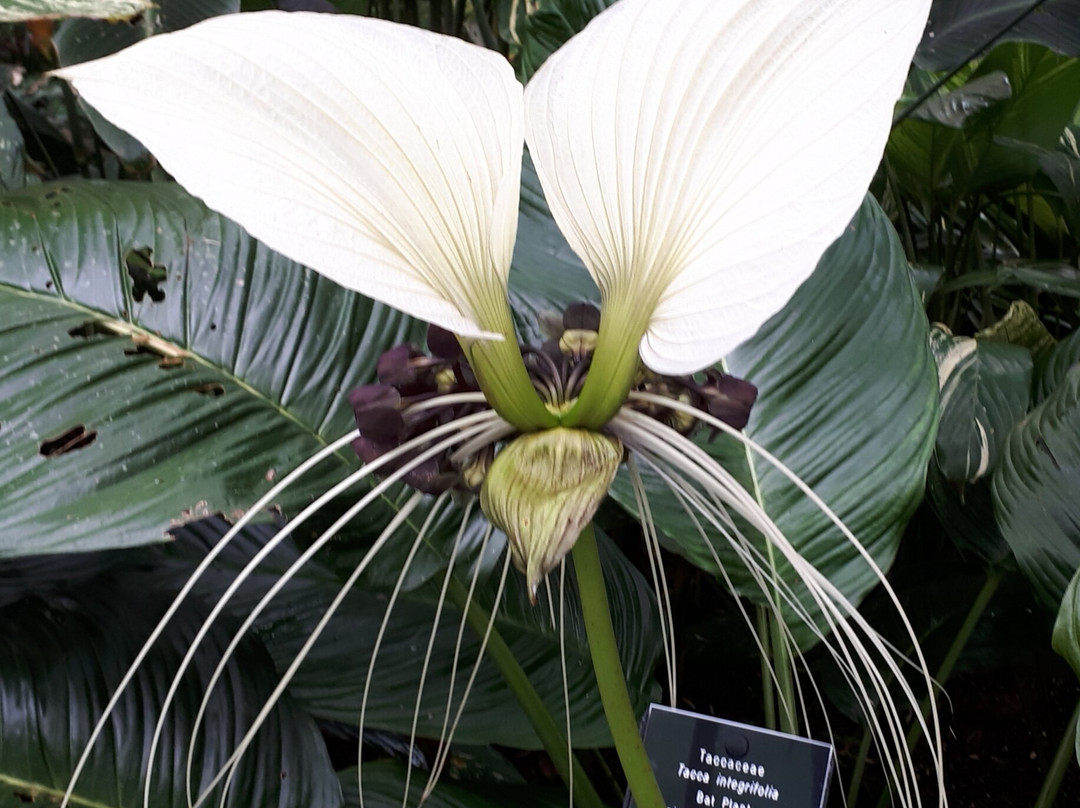 Cairns Botanical Gardens-凯恩斯地区必去景点