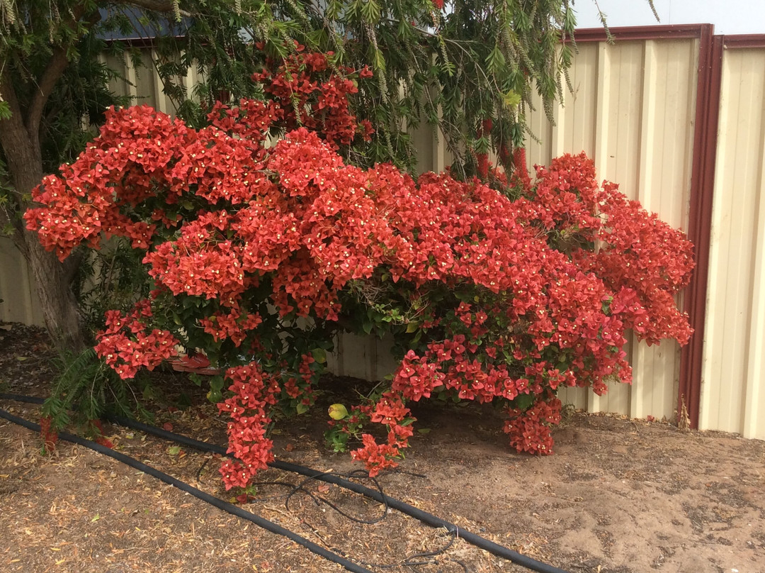 Cecil Newton Park-Mingenew必去景点