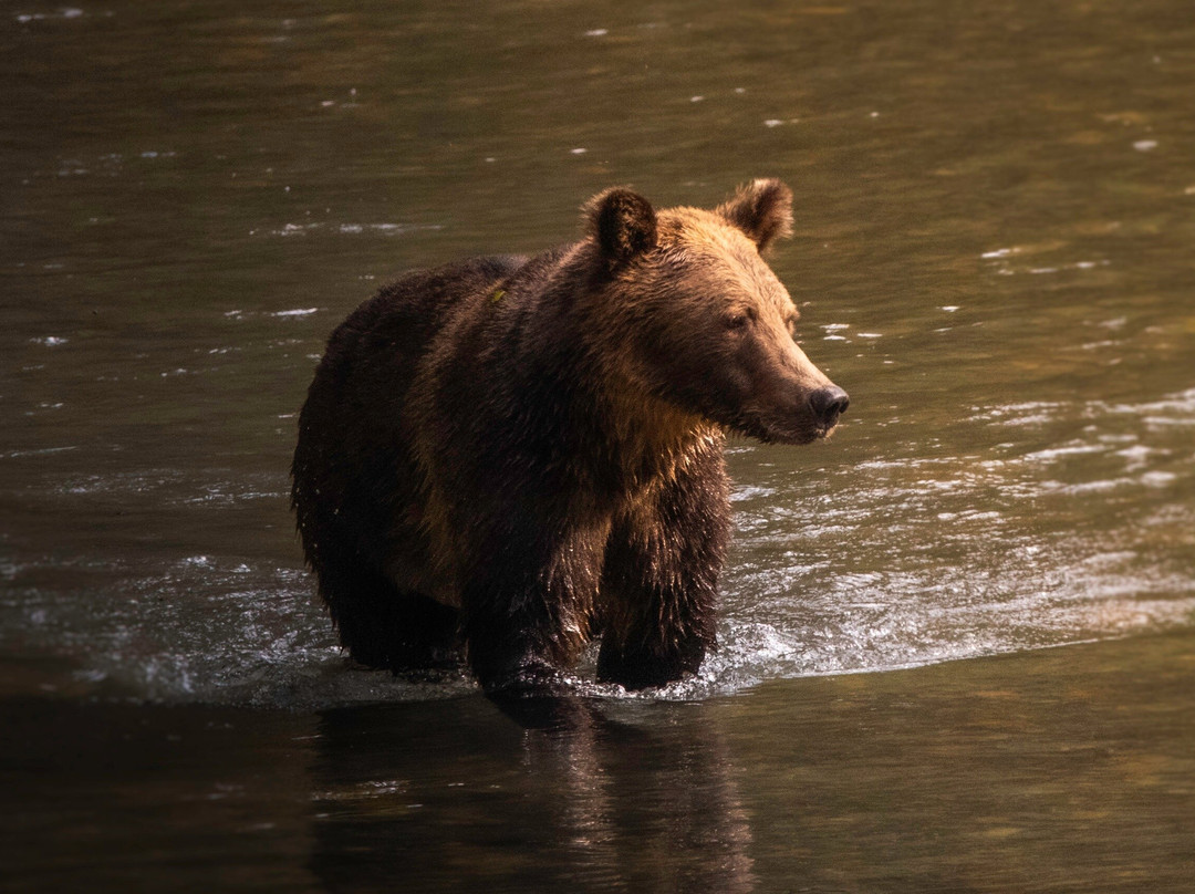West Coast Grizzly Bear Tours