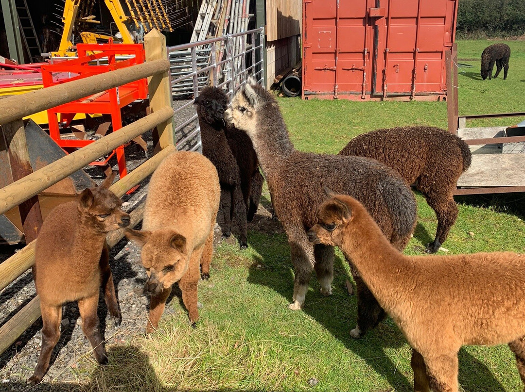 White Peak Alpaca Farm景点图片