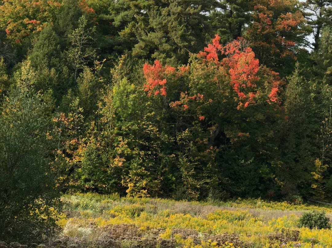 Scanlon Creek Conservation Area-Bradford West Gwillimbury必去景点