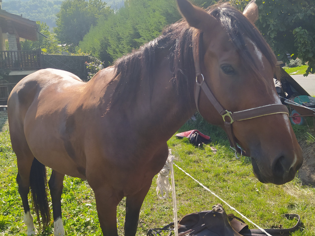 Horse's Heaven Vda-Gressan必去景点