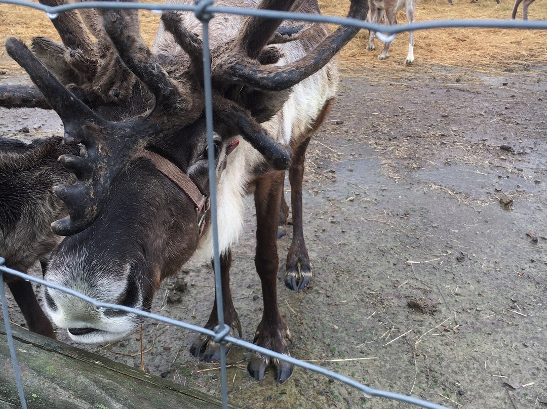 Reindeer Ranch-幌延町必去景点