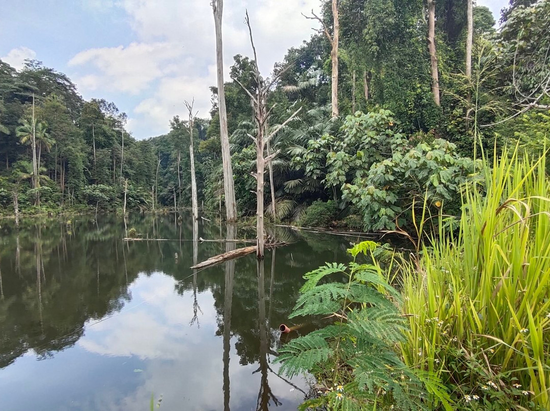 Shah Alam Community Forest景点图片