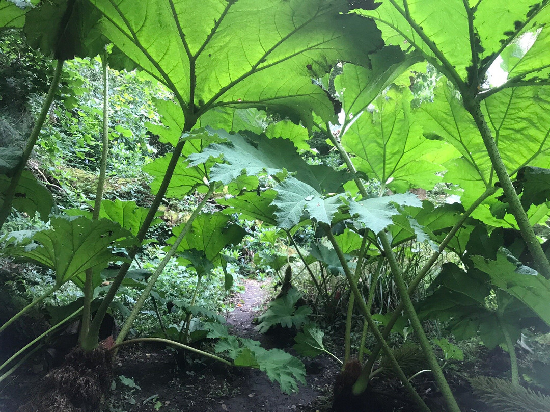 Penjerrick Garden-法尔茅斯必去景点
