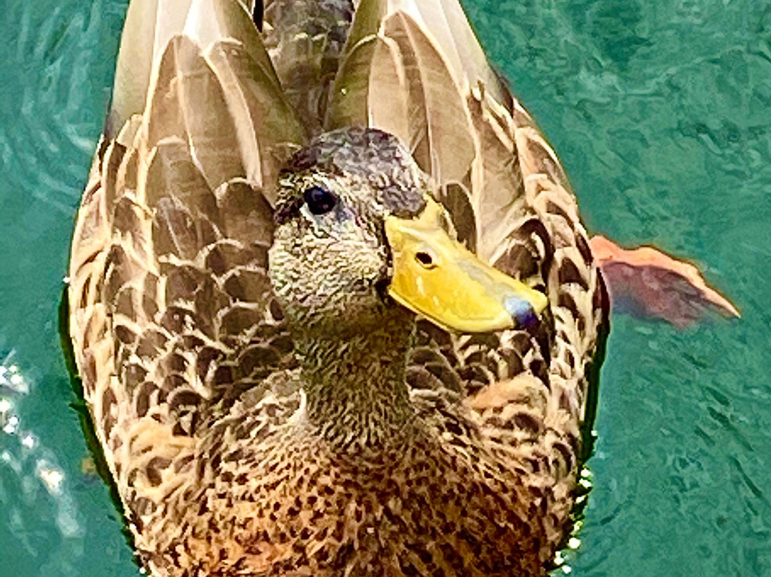 Fun Time Water Sports-Oakland必去景点