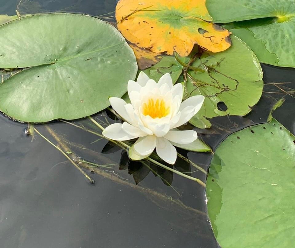 Pelican Paddle Company-Pelican Rapids必去景点