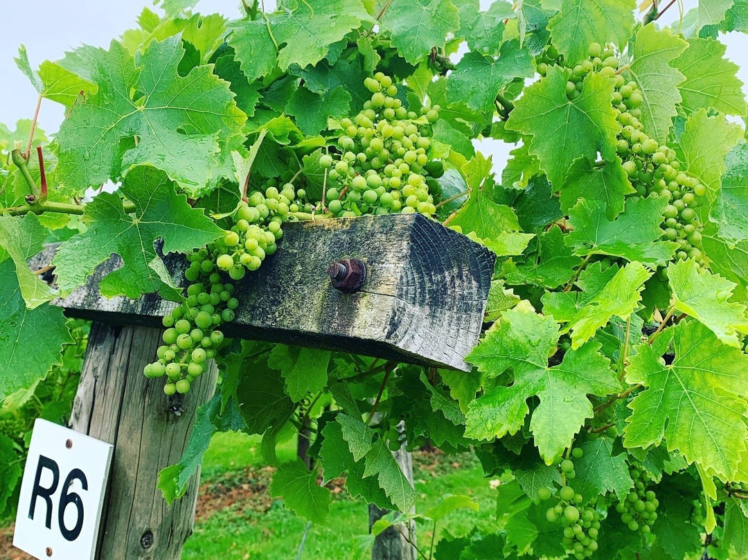 The Tasting Lodge @ Llanerch Vineyard景点图片