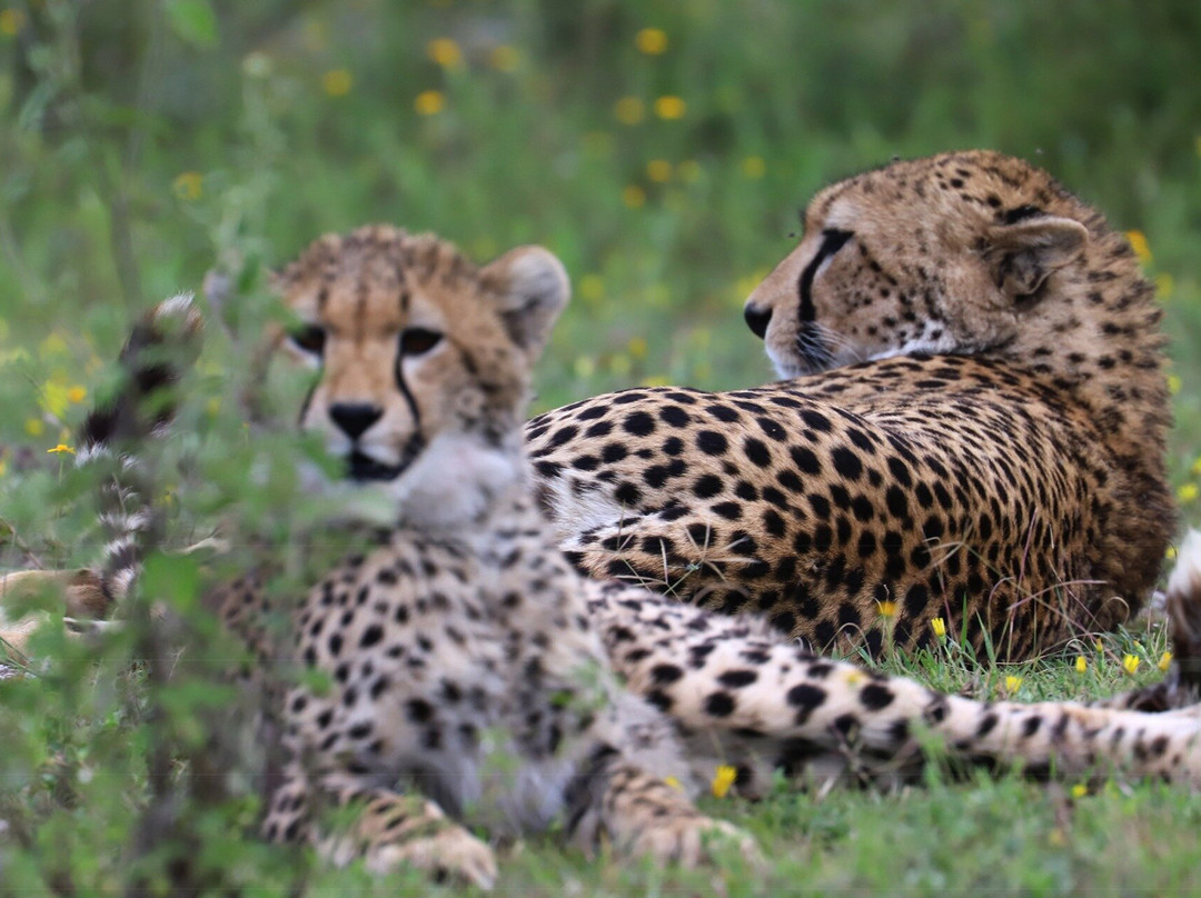 Obama Africa Safari-阿鲁沙必去景点