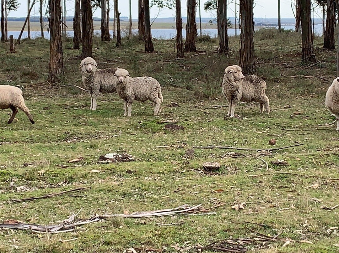Gallos Blancos