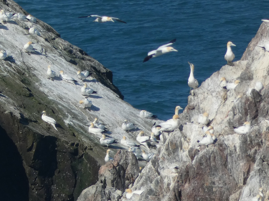 Alderney Wildlife Trust - Seabirds Boat Trip景点图片