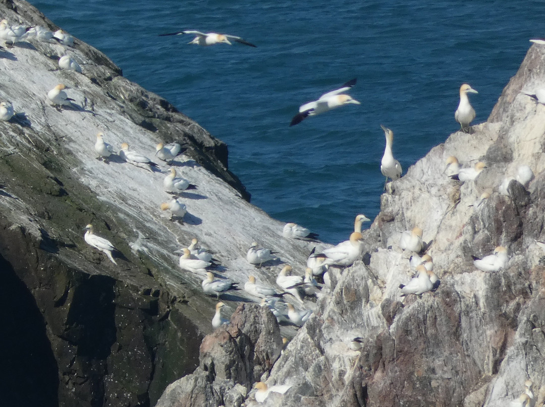 Alderney Wildlife Trust - Seabirds Boat Trip-Alderney必去景点