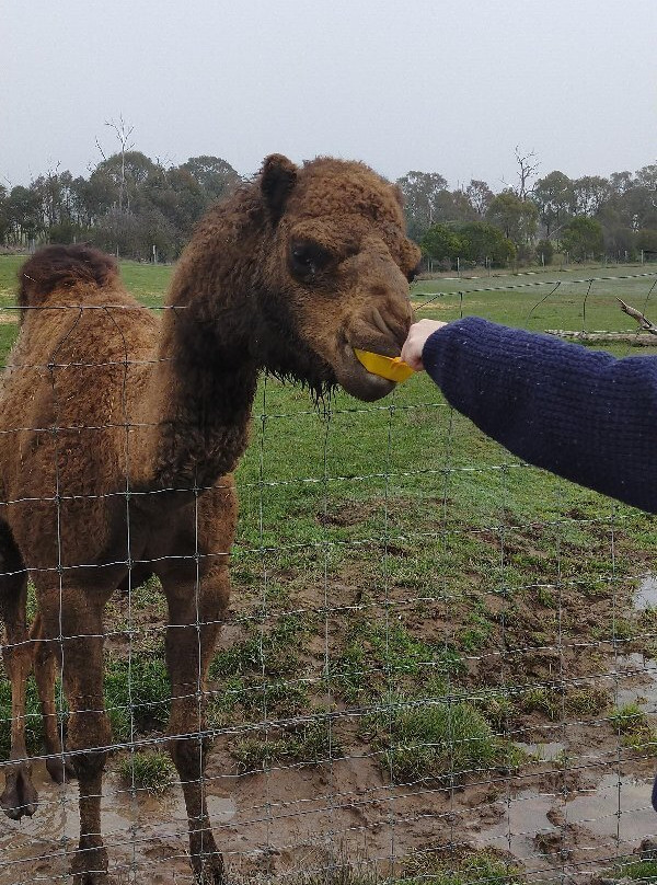 Mansfield Zoo-曼斯菲尔德必去景点