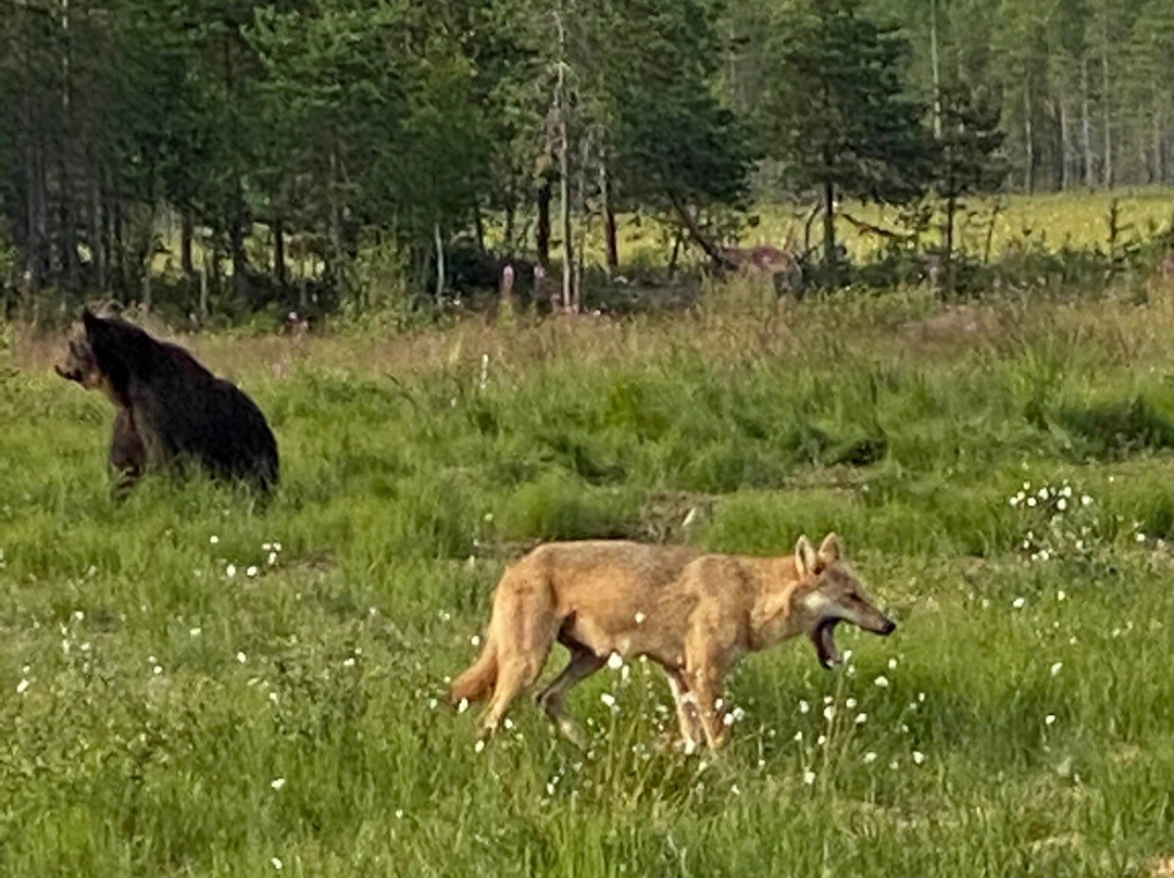 Wildlife Safaris Finland - Day Tours景点图片
