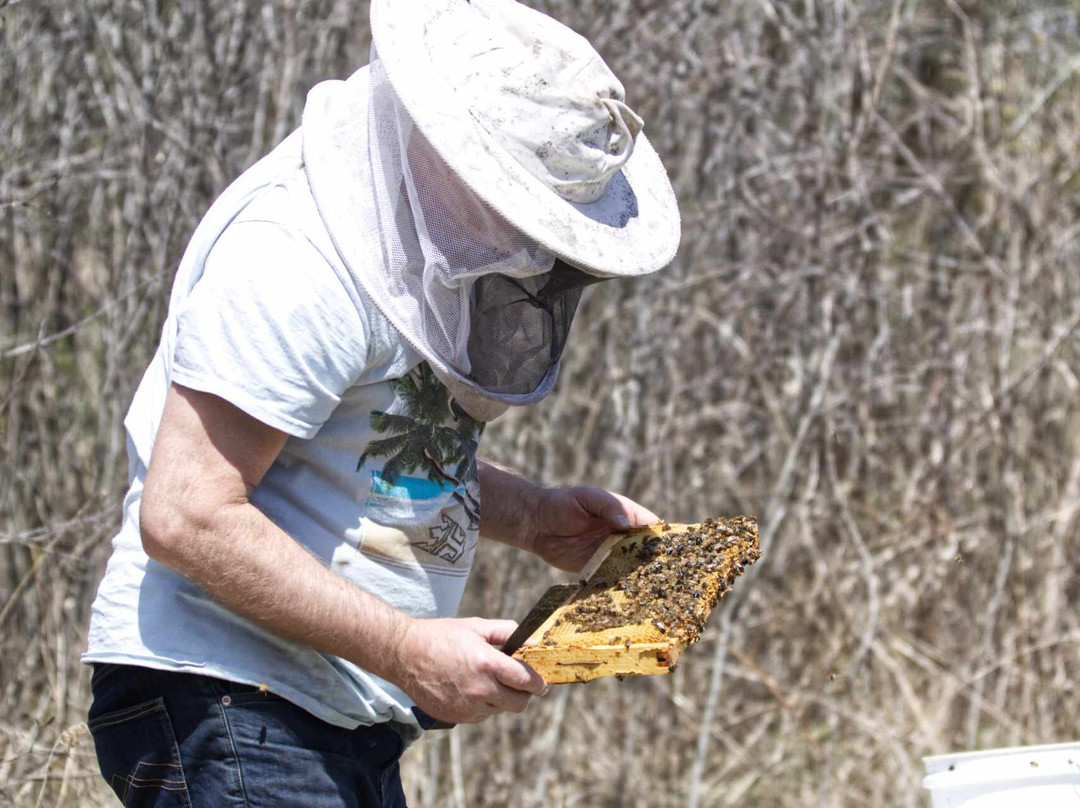 Bee Sweet Nature Co-Puslinch必去景点