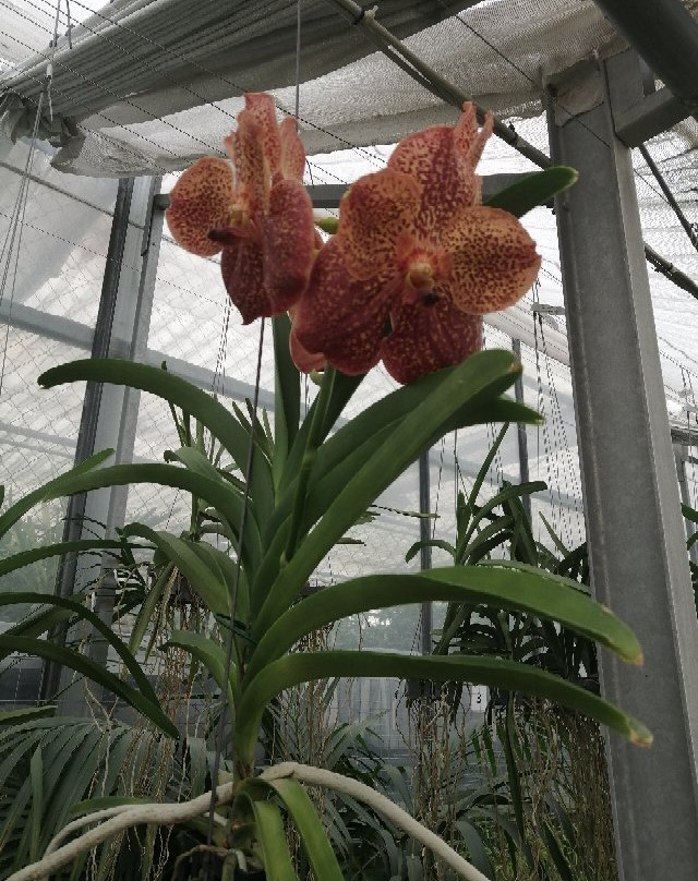 Currlin Orchideen, die Erlebnisgärtnerei景点图片