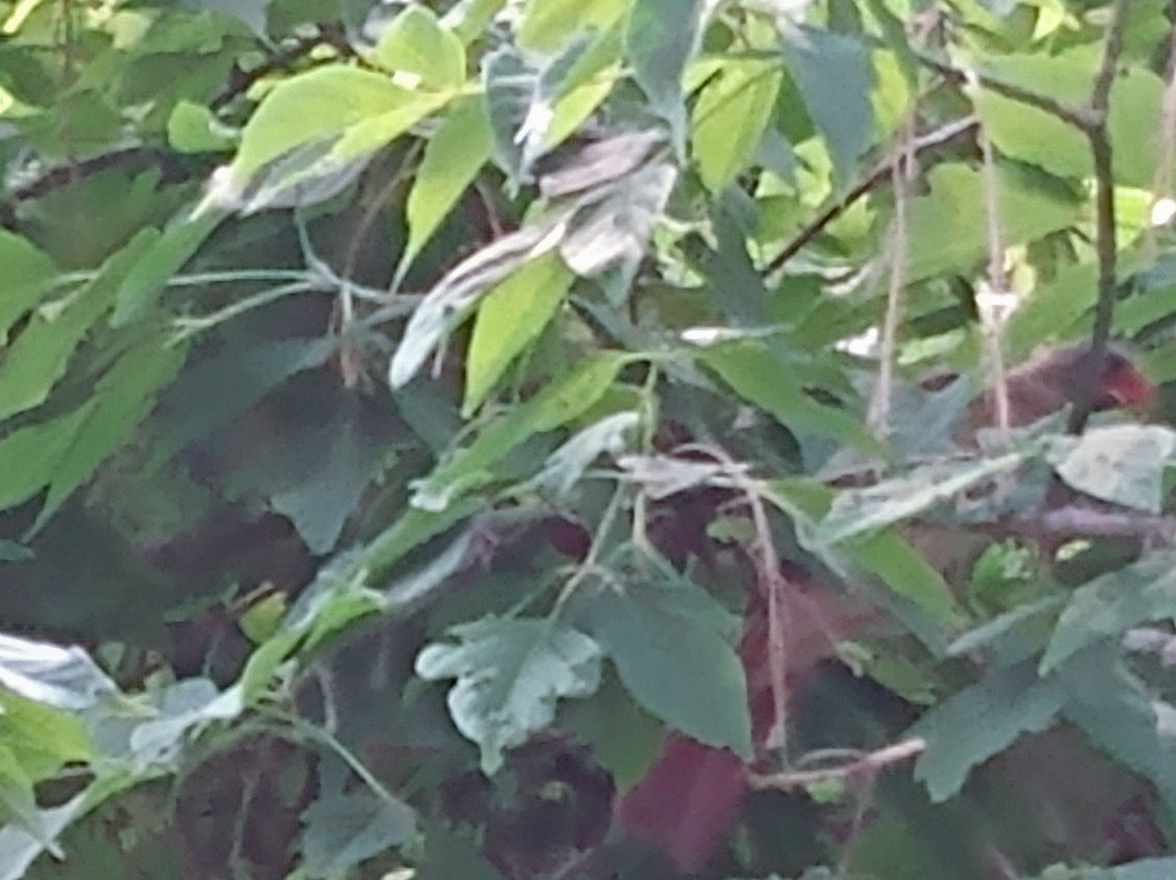 Cherry Hill Gate-伯灵顿必去景点