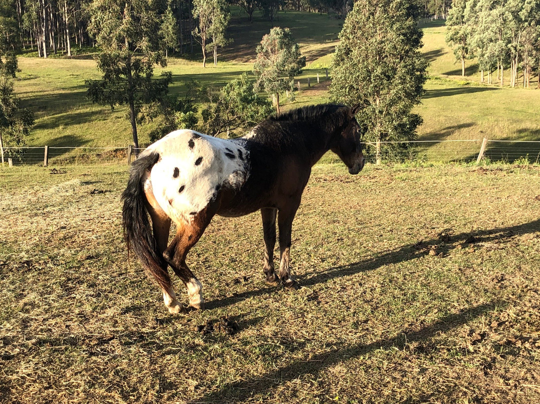 Hunter Valley Horseriding and Adventures景点图片