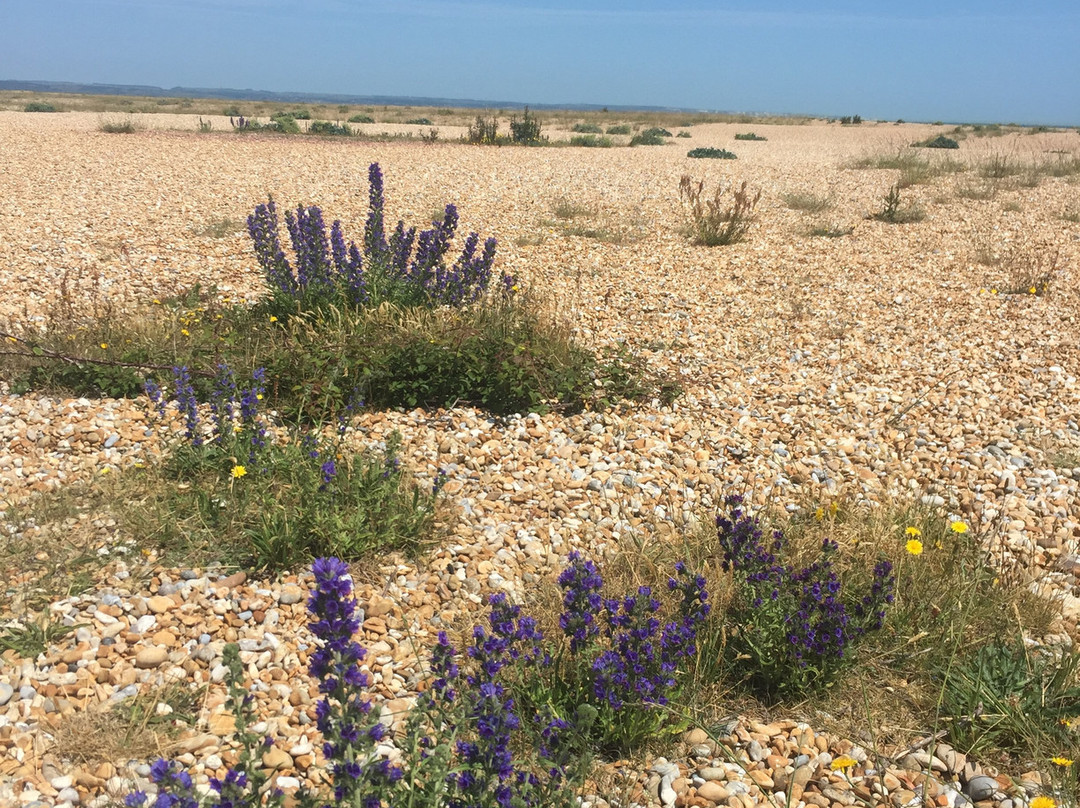 Dungeness National Nature Reserve景点图片