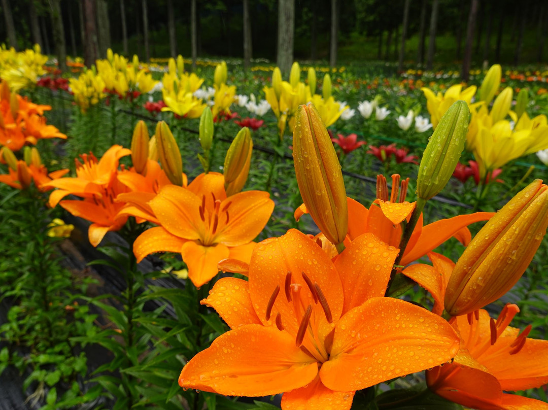 Tanigumi Lily Park-揖斐川町必去景点